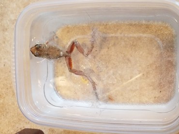 frog in cats water.jpg